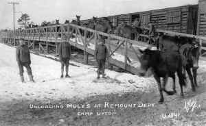Camp-Upton-Remount-Dept-Mules-1917.jpg (101066 bytes)