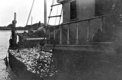 Promised-Land_fish-catch-dock_c.1930_MontaukLibrry-CarletonKelsyCollection.jpg (90756 bytes)