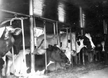 Westbury-cows_One-Oak-Dairy_1938_Jean Munro-RayMuntz.jpg (42196 bytes)