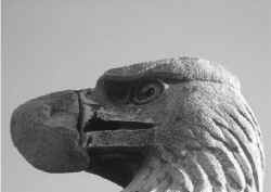 eaglebeak.jpg (44128 bytes)